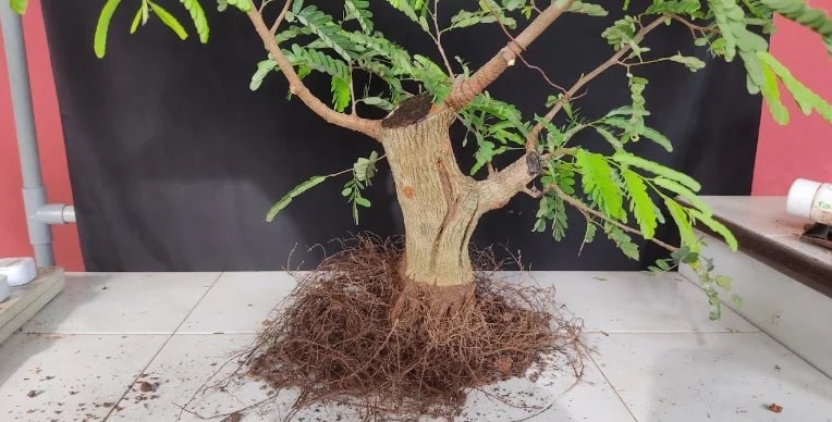 thay chậu bonsai