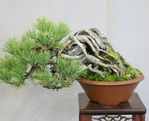 Phân loại Bonsai và những loại cây đẹp