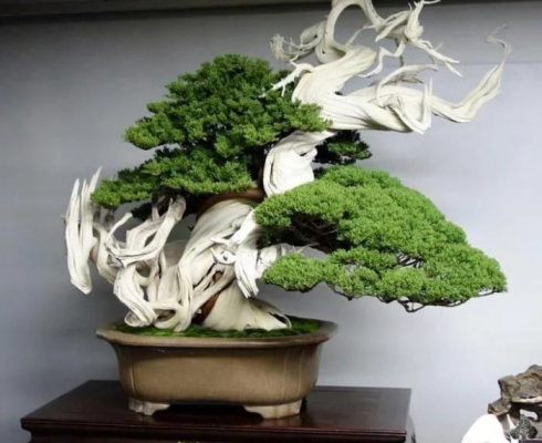 Hướng dẫn cho người bắt đầu chơi Bonsai