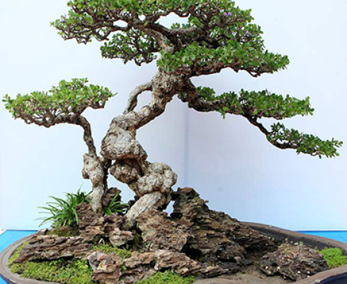 Những quy tắc trong nghệ thuật bonsai