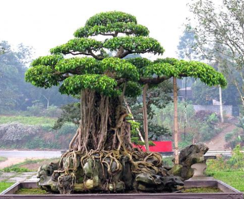 Quy tắc trong nghệ thuật bonsai